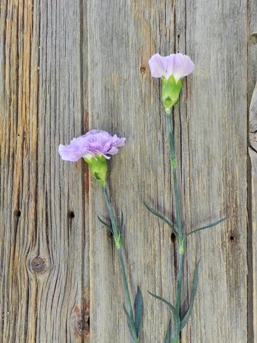 MOONAQUA LAVENDER CARNATIONS